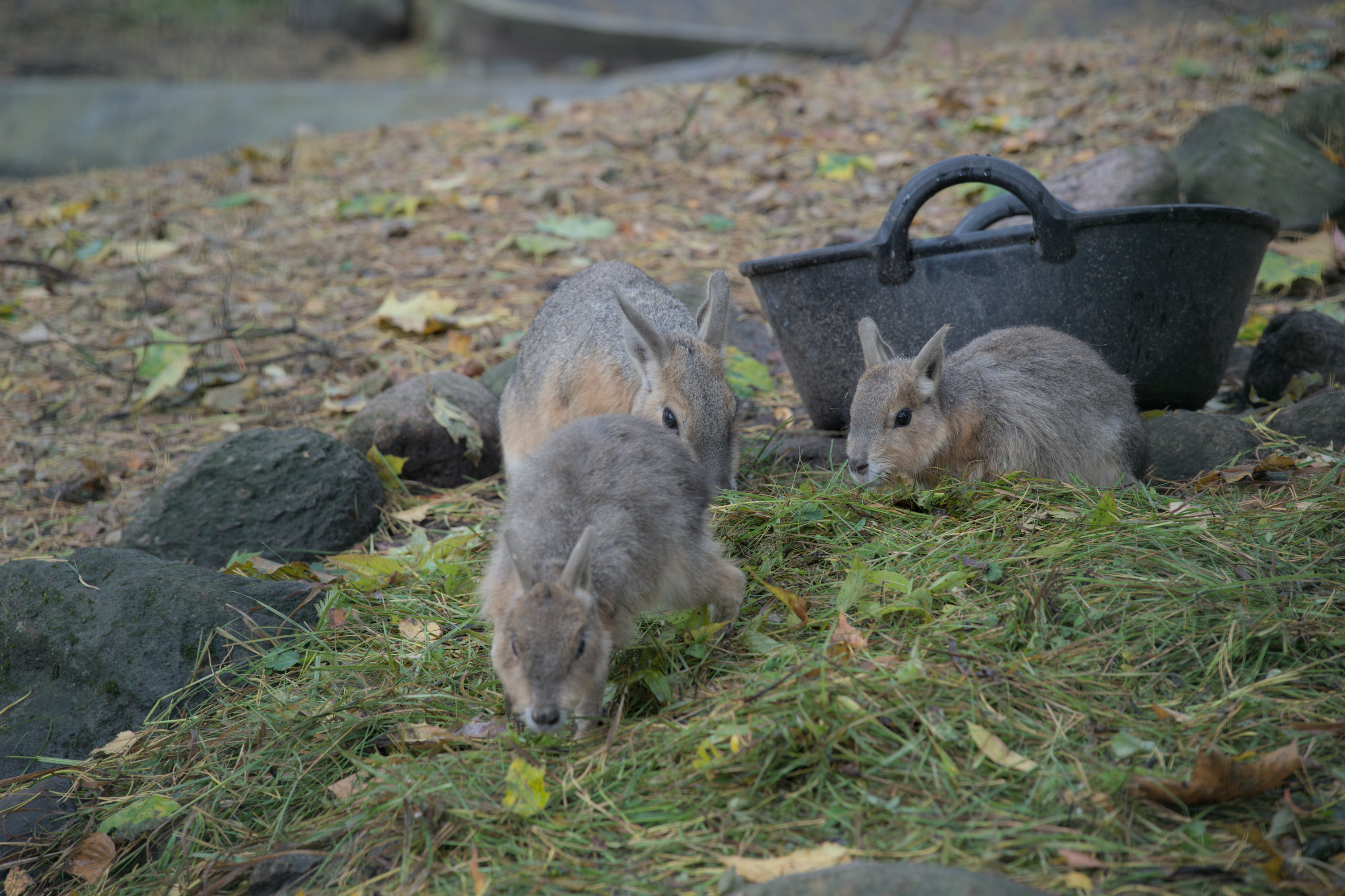 2025/10/12 - zoo/DSC_0021.jpg